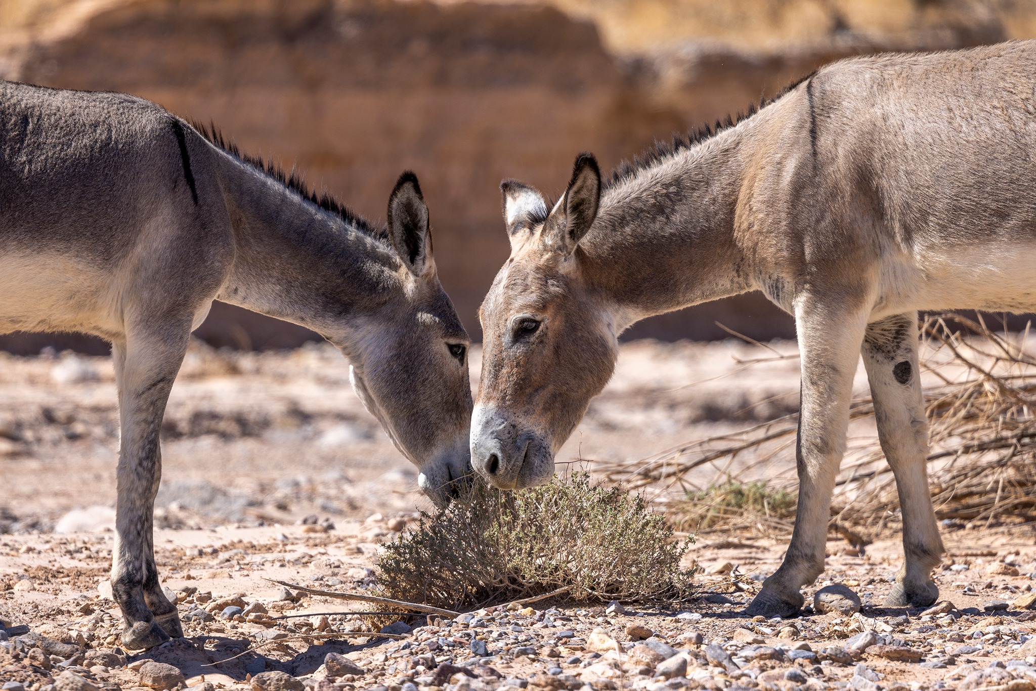 A donkey 'serial killer' is on the loose in Calif.'s Inland Empire