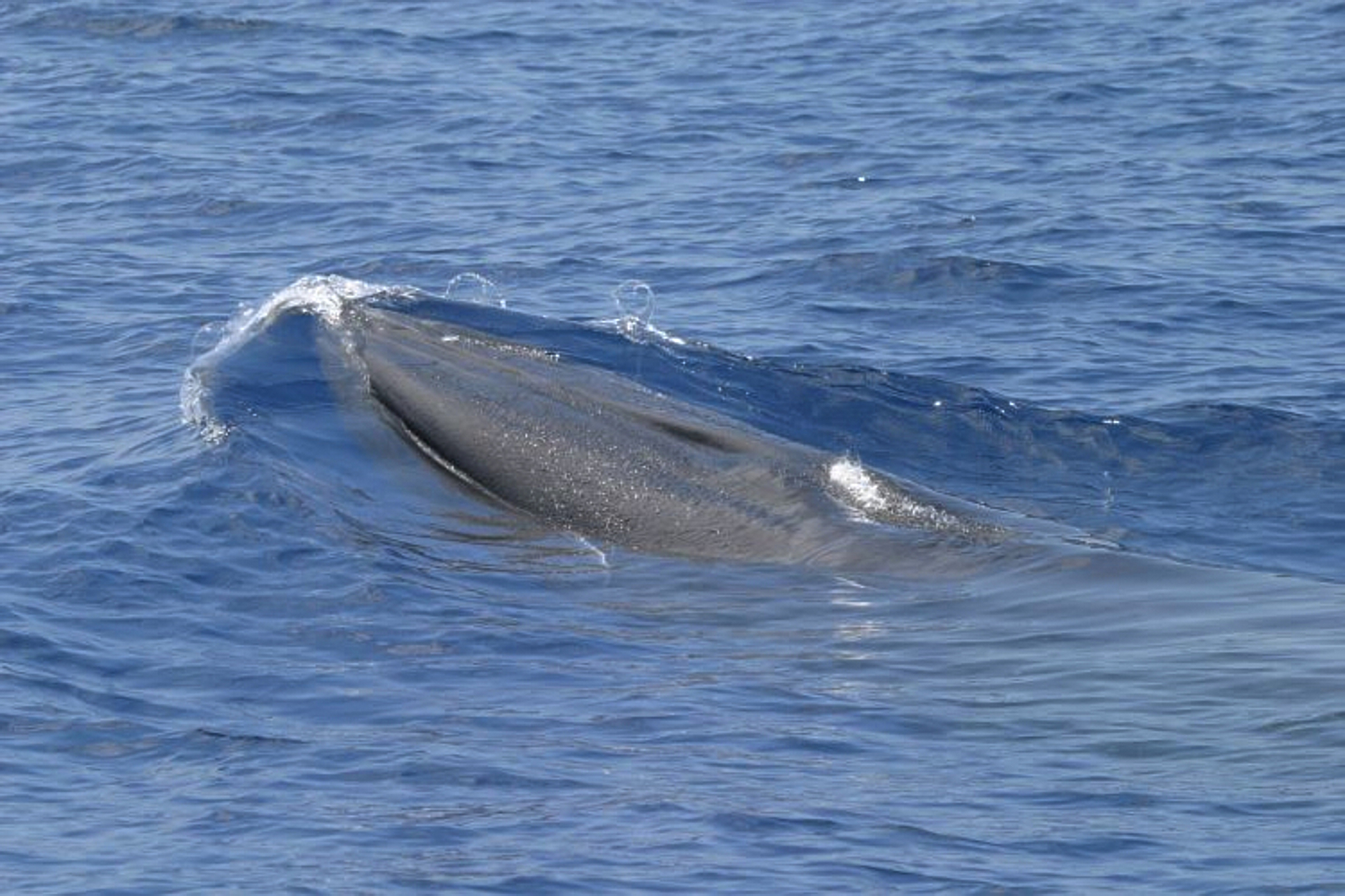 Things to know about Rice's whale, a rare species at risk from Trump ...
