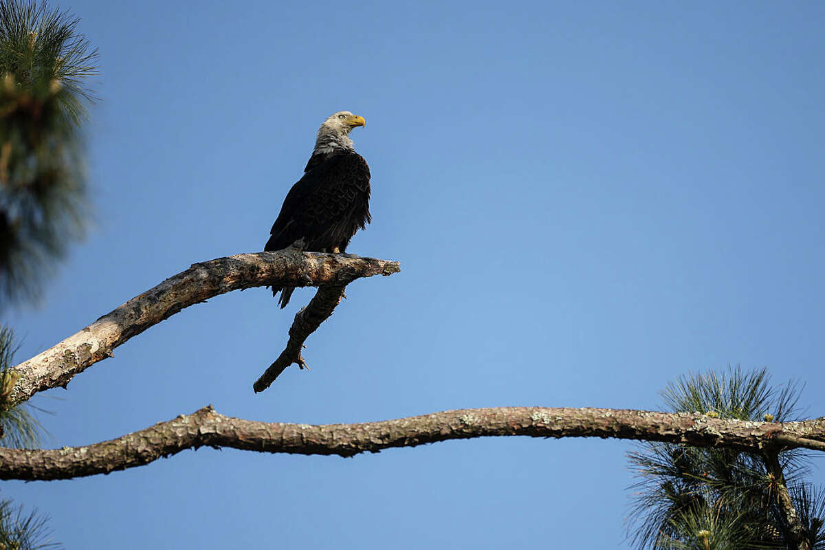 FILE: A Porter man faces a federal charge after authorities say he shot and killed a bald eagle in Montgomery County in 2024.
