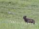 FILE: A howling wolf in Yellowstone National Park, which includes parts of Wyoming, Montana and Idaho.Â