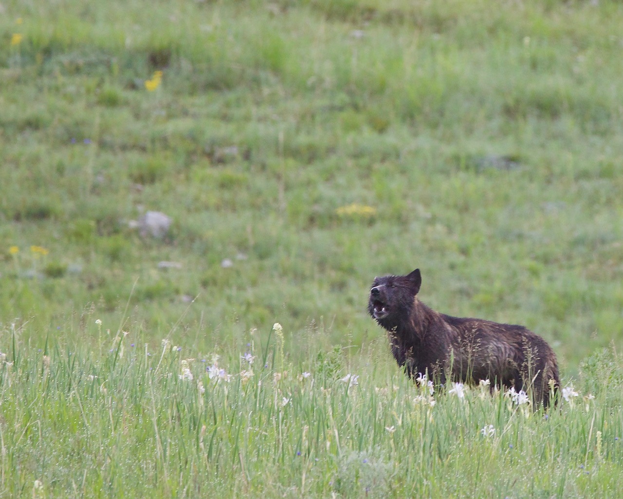 AI recordings could become the Google Nest cameras of the wild