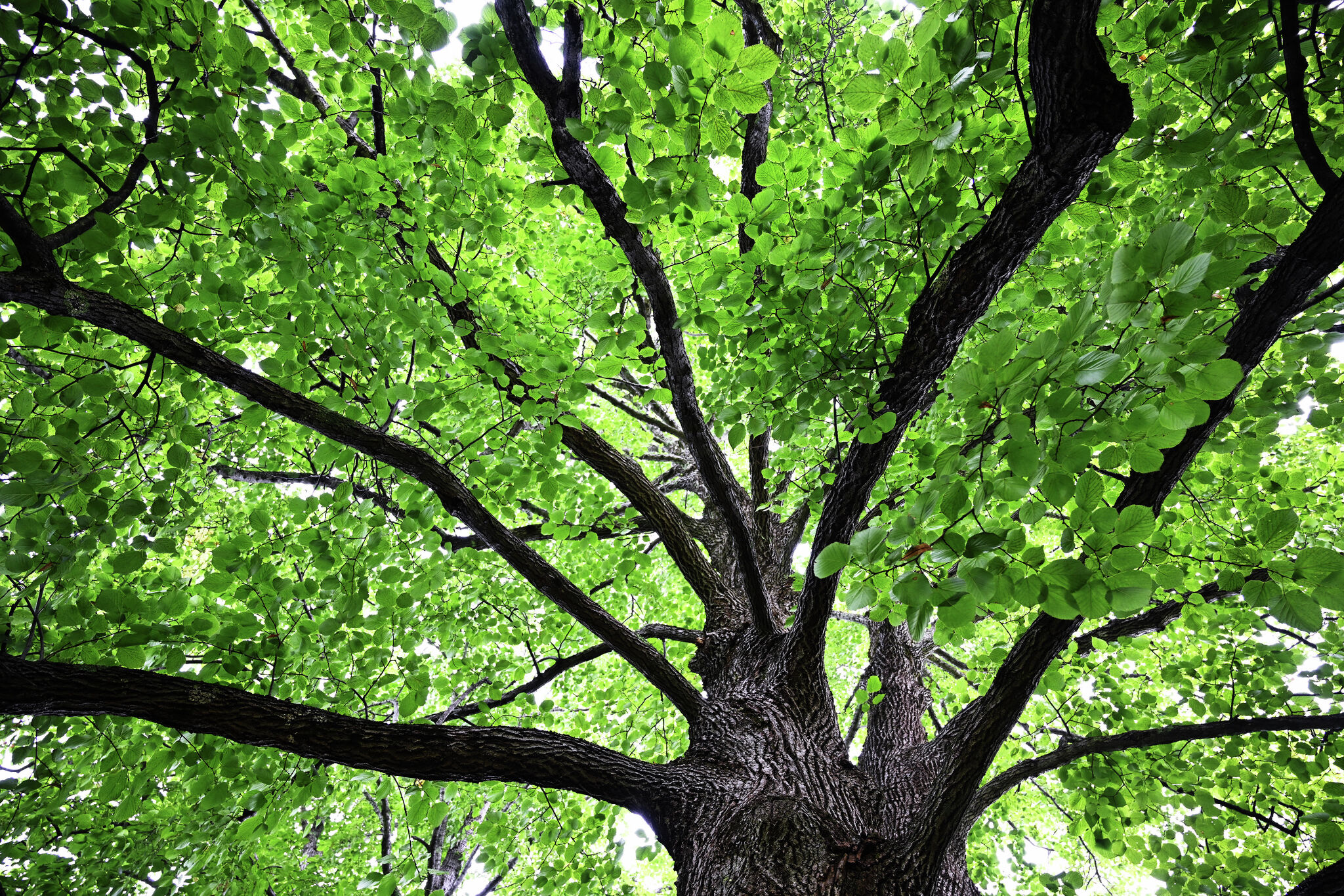 Chance discovery near Grafton reveals Illinois’ largest recorded basswood tree