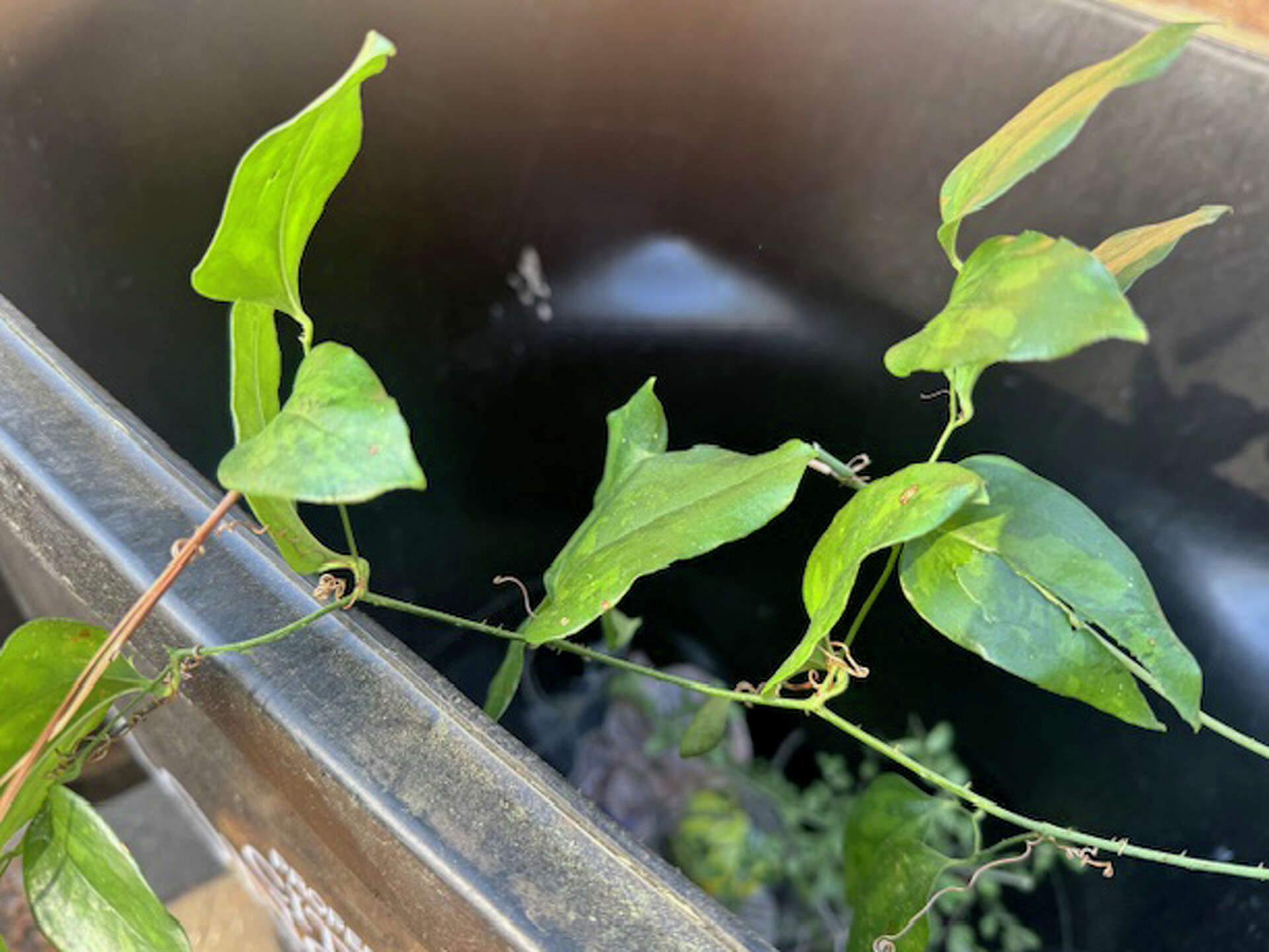 Tackle vines, prune hydrangeas and stop sticky willy for good