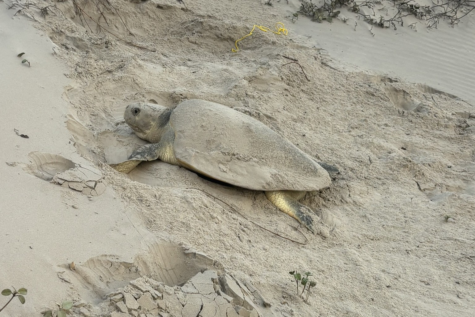 Rare Kemp's ridley sea turtle nests found early on Texas beaches