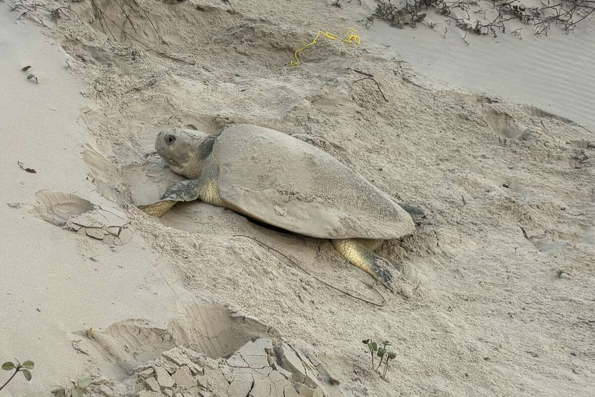 This Kemp's ridley sea turtle came ashore on North Padre Island to lay the first nest of the season. 