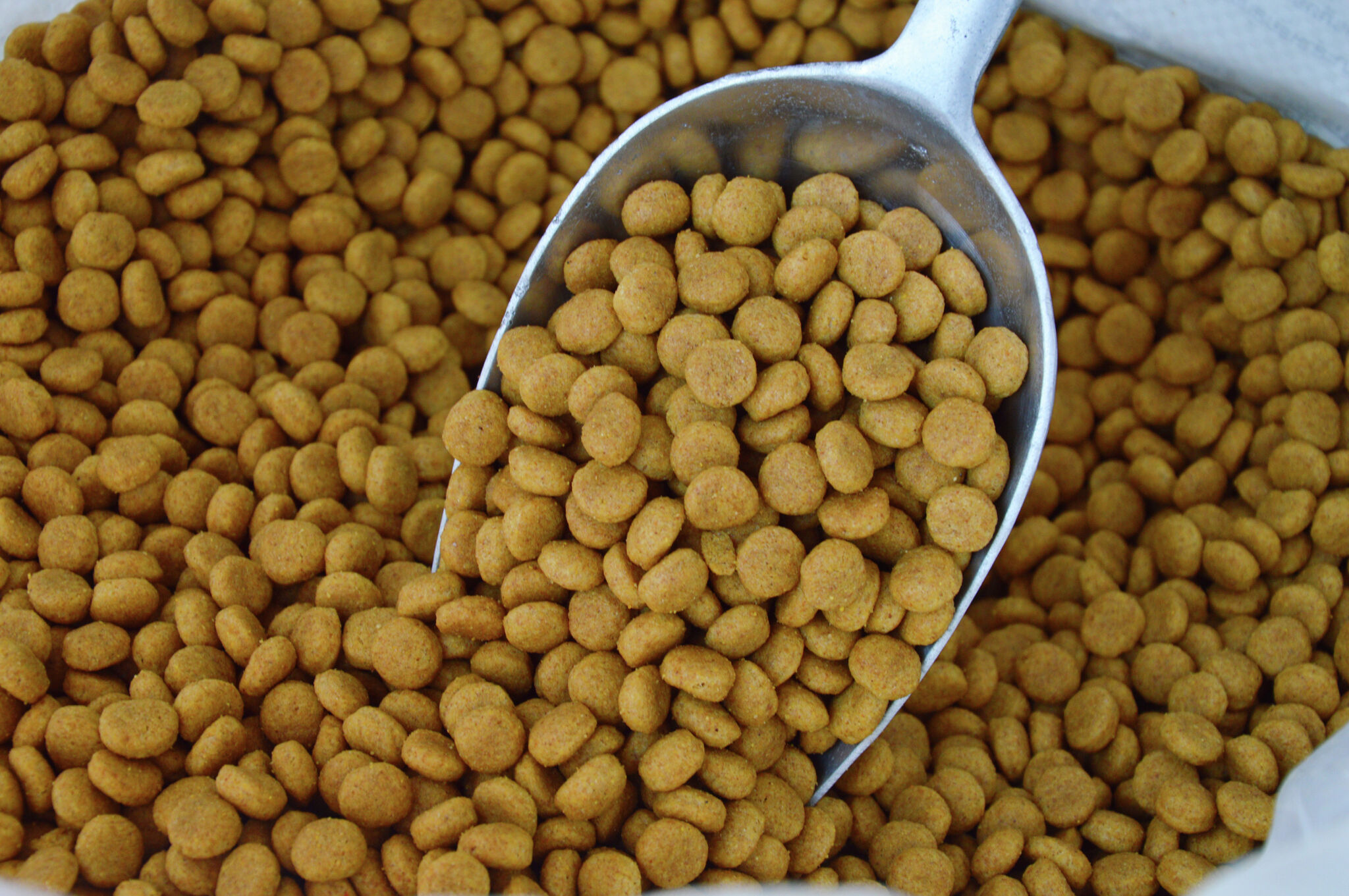 Federal judge: Continued Border Patrol sweeps in California violated ...