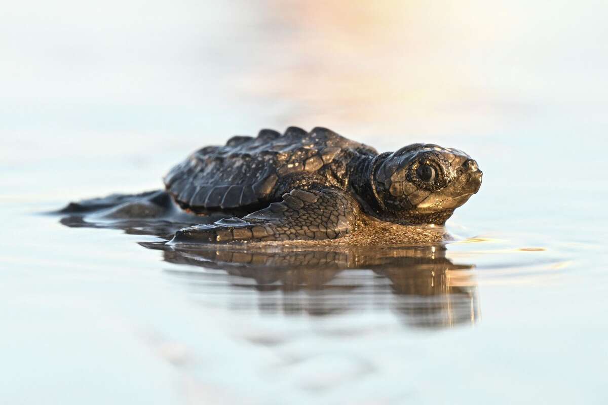 Conservation nonprofits such as Galveston's Turtle Island Restoration Network believe the Trump administration's decision to exempt the energy industry from the Endangered Species Act could have devastating consequences for the Kemp's Ridley sea turtle and more than two dozen other species that call the Gulf of Mexico home.