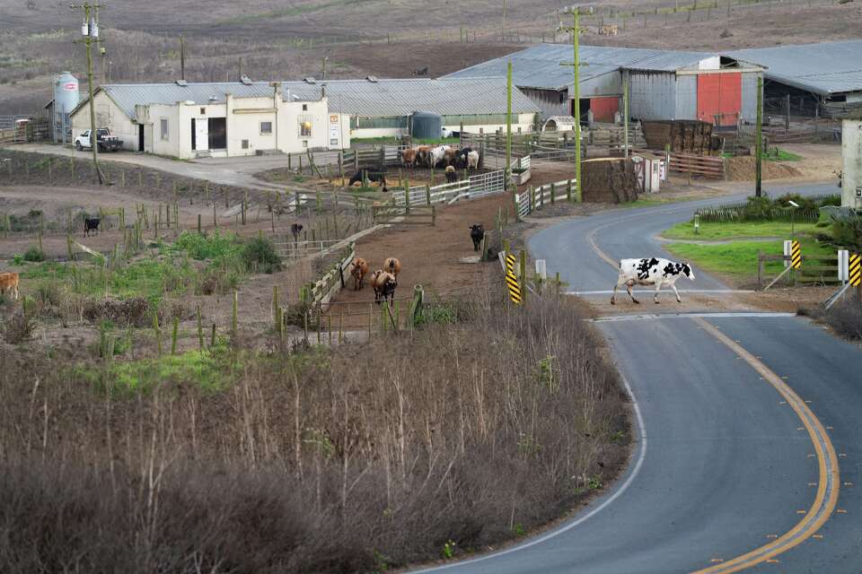 Last days on Point Reyes: Ranching families to depart after 167 years