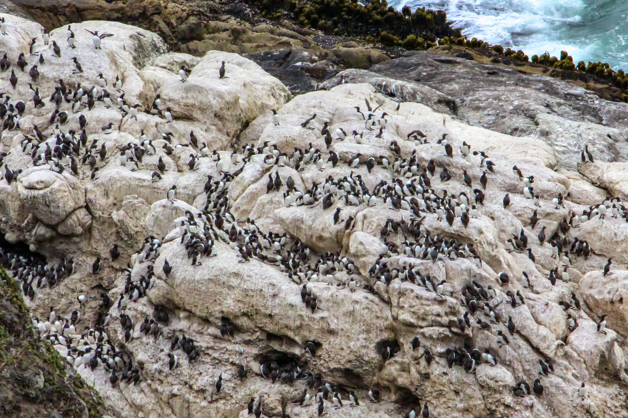 Seabirds are dying in large numbers along California beaches