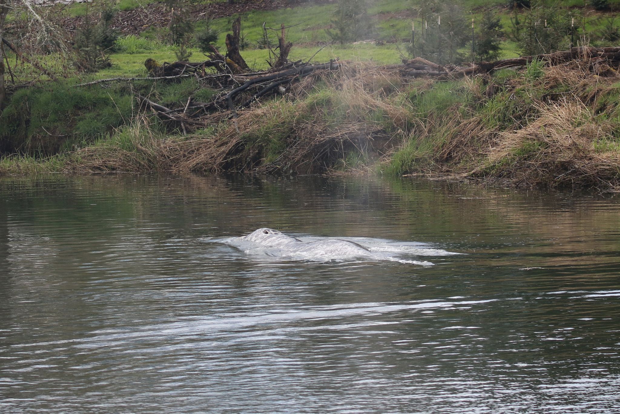 Hallan muerta a una ballena gris que nadó 32 kilómetros río arriba en ...