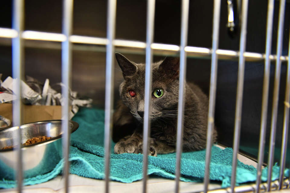 Municipal animal shelters do more than you think