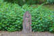 The Japanese Garden at Kidd Springs Park