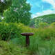 Master Gardener Carol Rybarski's personal garden.