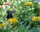 Temple Emanu-El Jill Stone Community Garden
