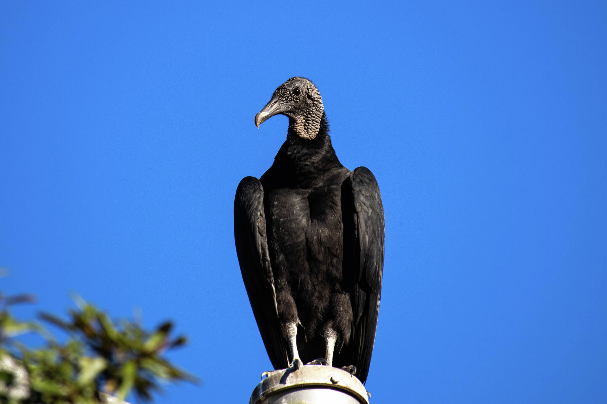 Illinois Farm Bureau secures black vulture permits for livestock farmers