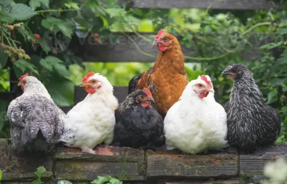 Chicken coop-making business in Norwalk hopes to move into larger facility