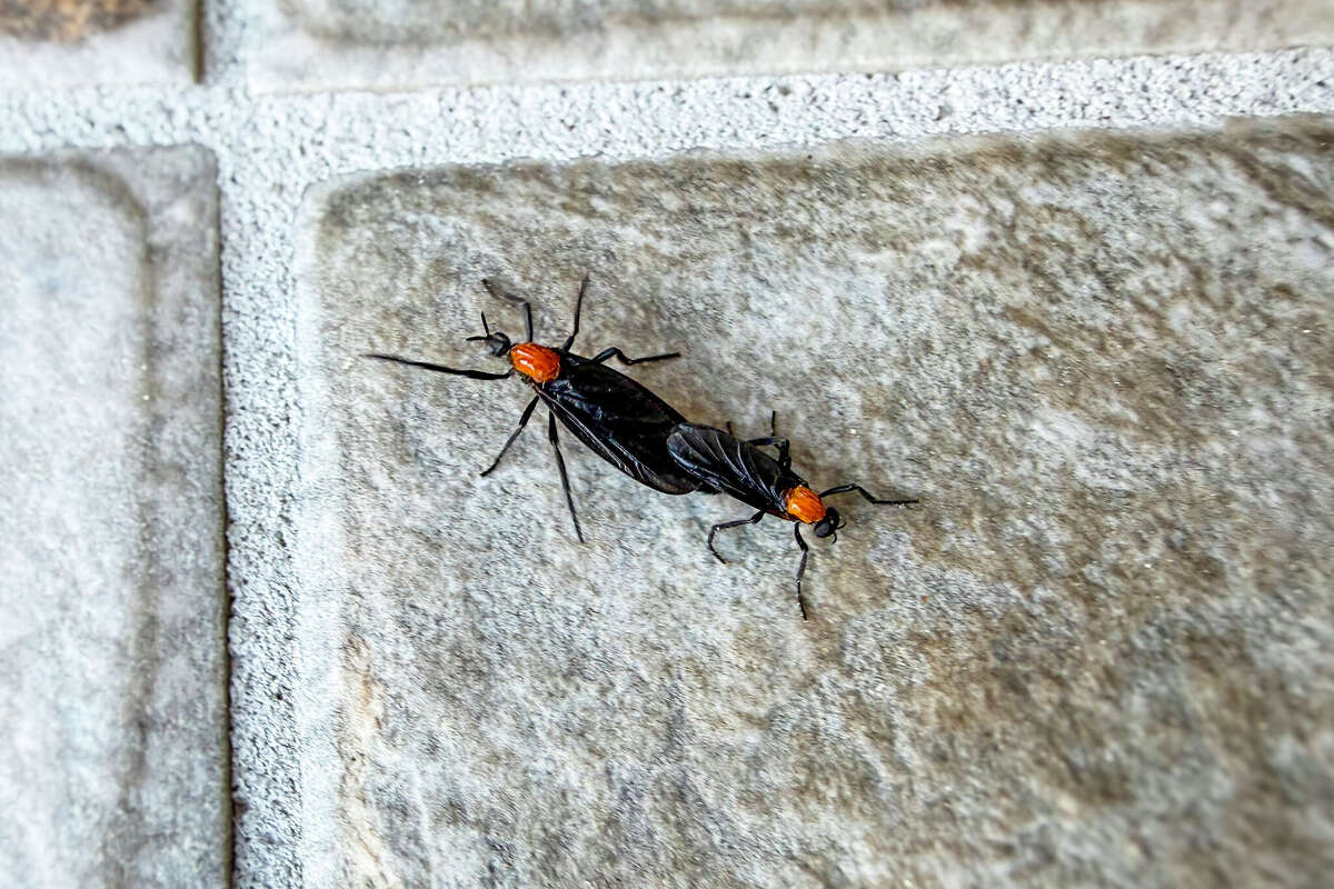 Swarms of paired lovebugs are popping up across Houston as the seasonal insects make their return. 