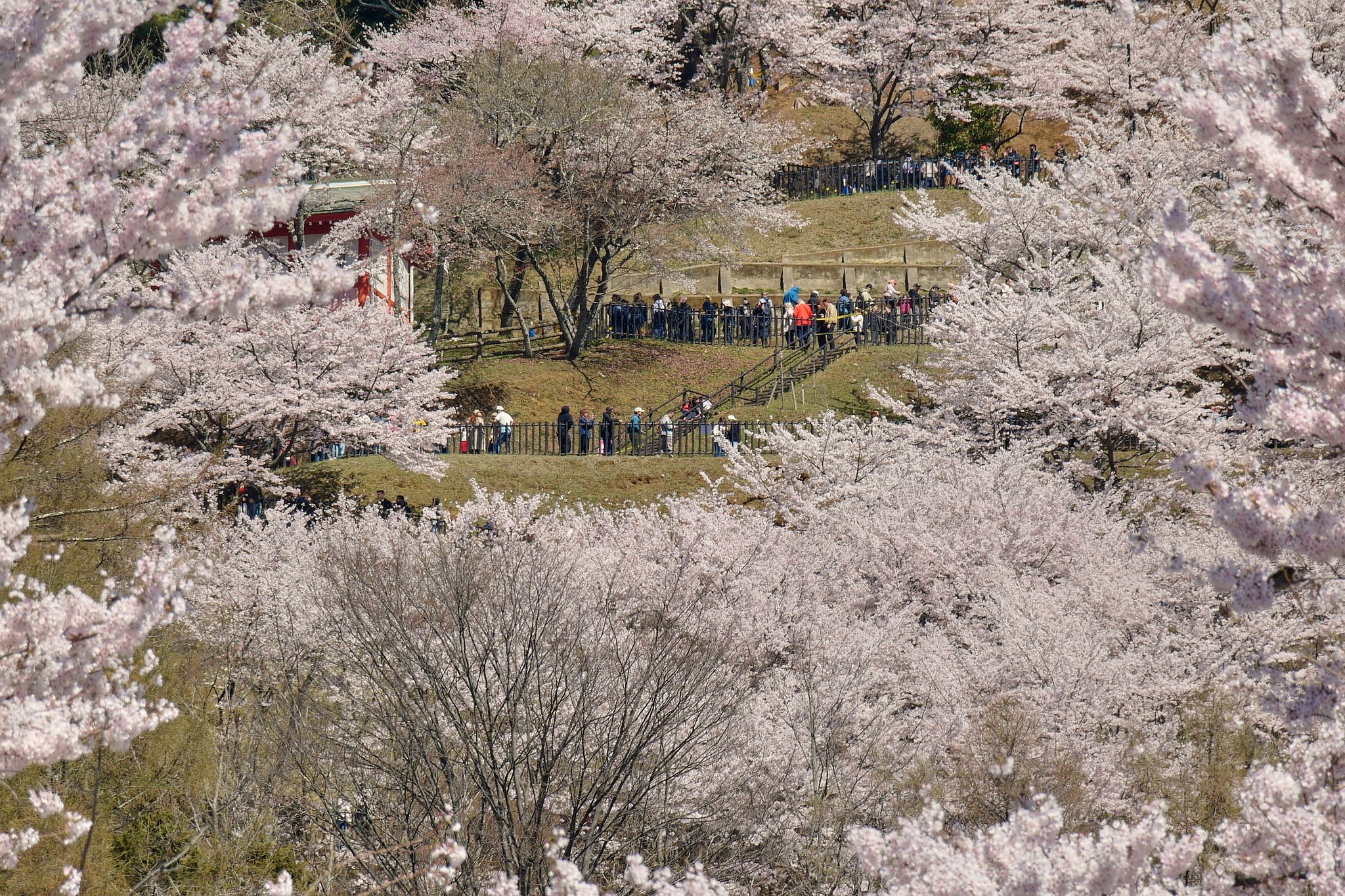 Japanese town sours on the crowds coming to see cherry blossoms and ...