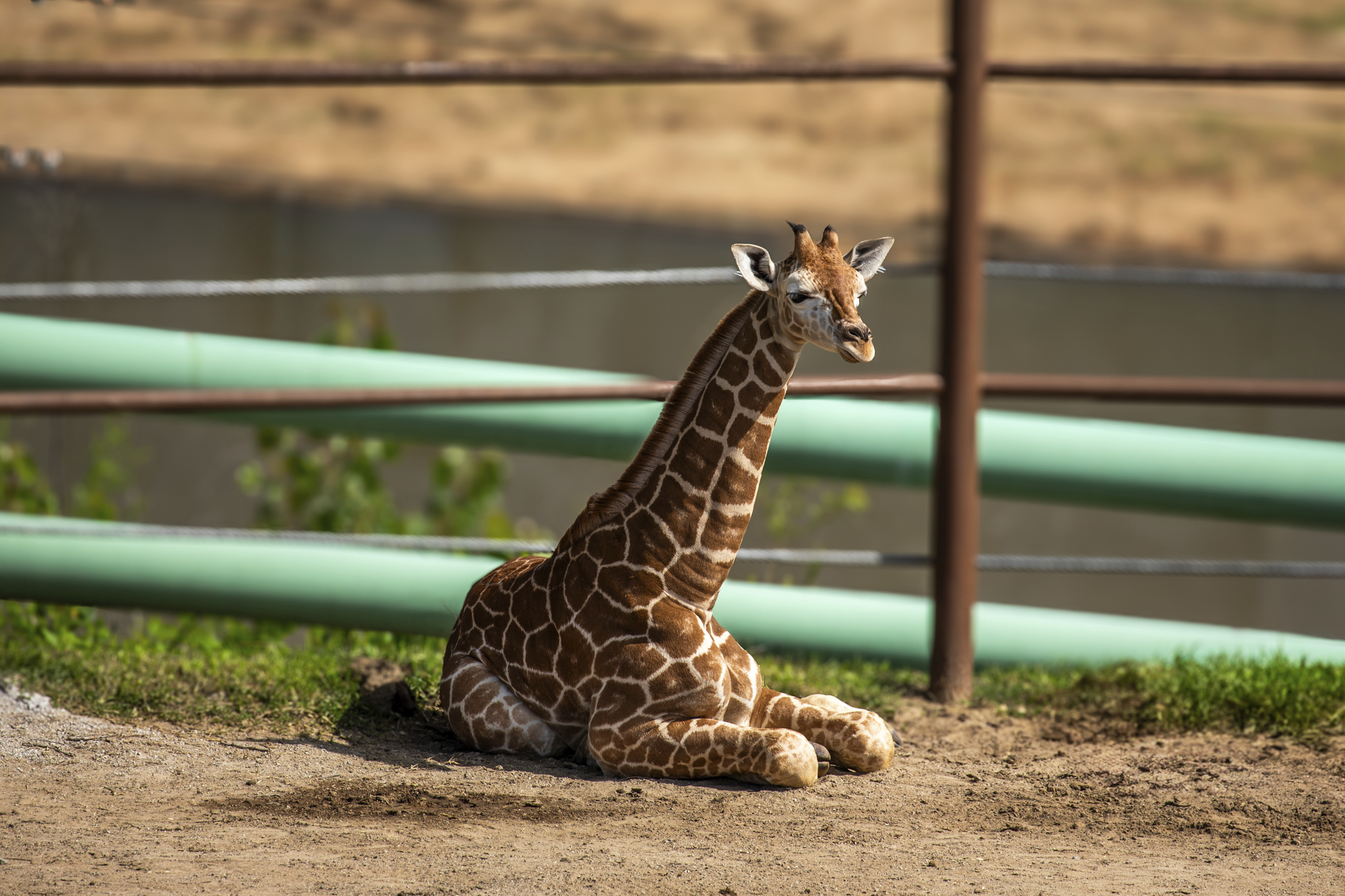 Meet Jasiri, the new 1-year-old giraffe at San Antonio Zoo