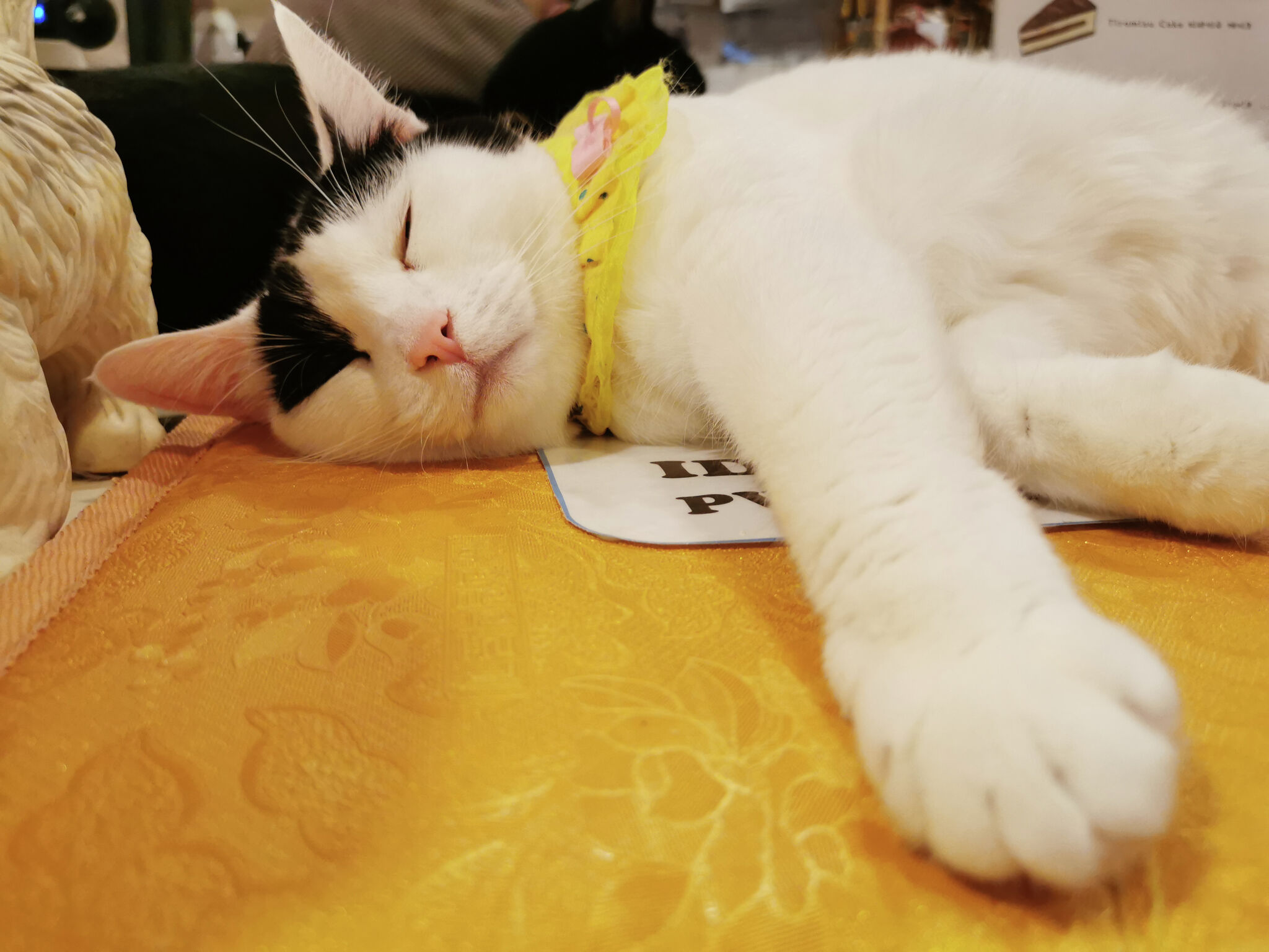 Austin-based cat cafe announces new location in Southtown