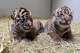 The Sumatran tiger cubs, one boy and one girl, were born Feb. 22, 2026.