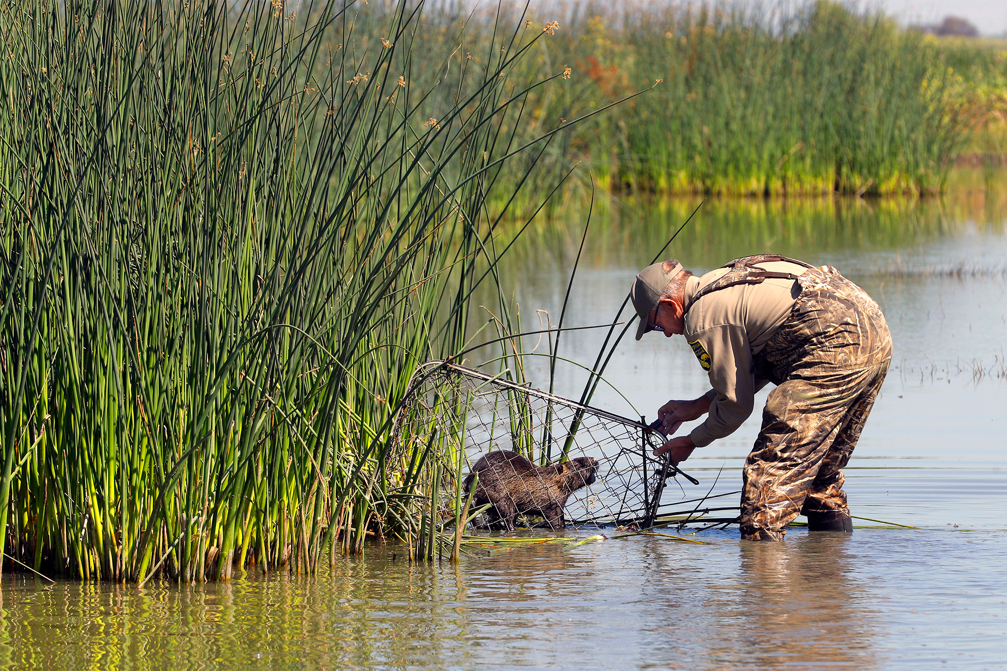 Someone may have deliberately caused Calif.'s multimillion-dollar nutria problem