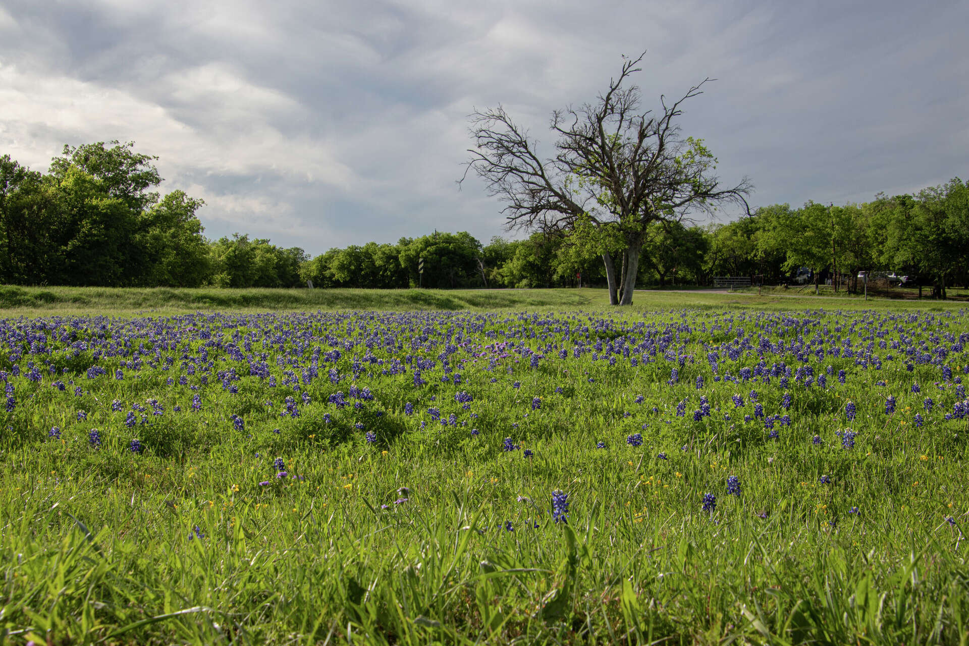 Texas Wildflowers Bloom Statewide This Spring