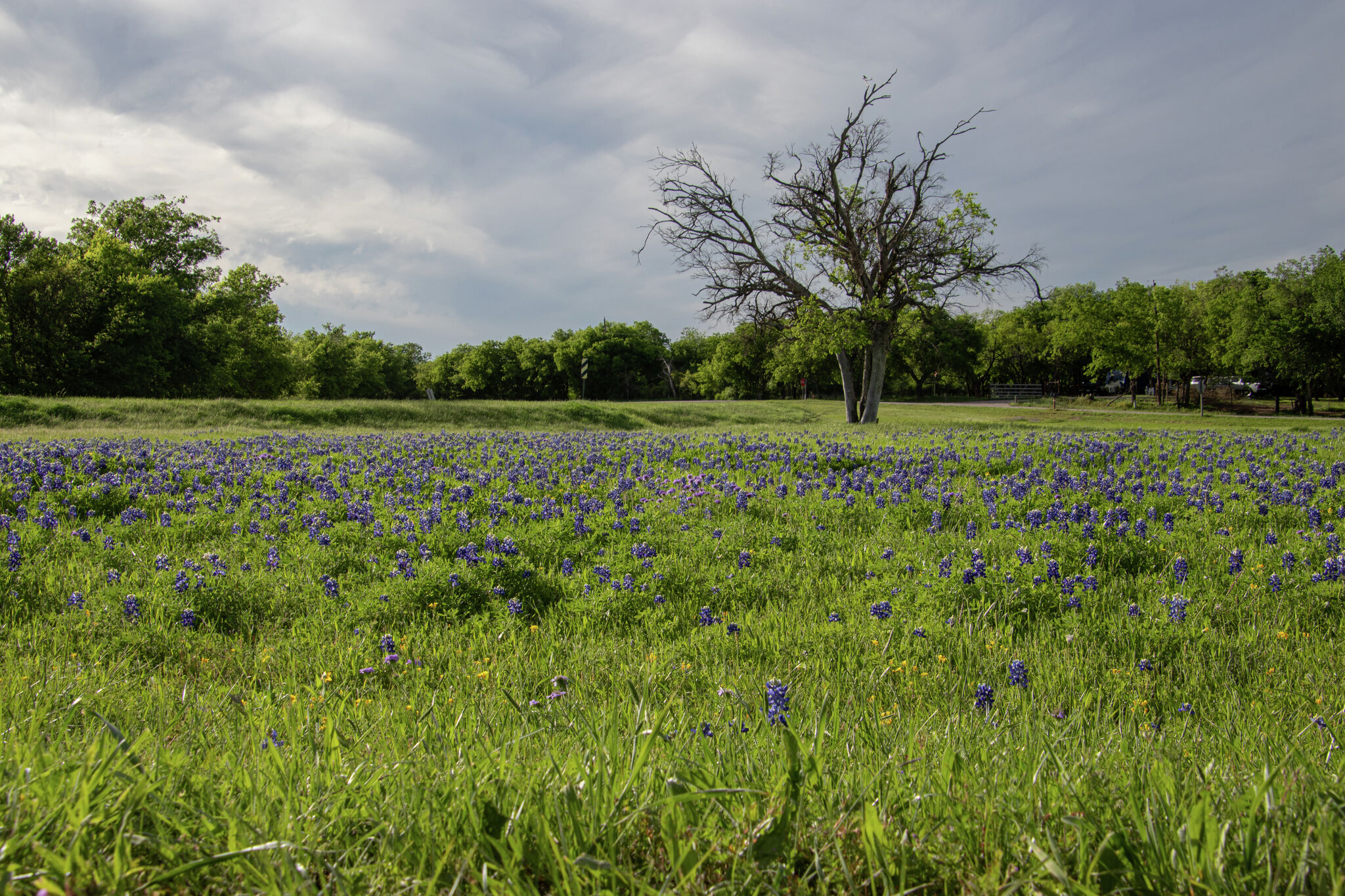 Where to find Texas wildflowers blooming across the state this spring