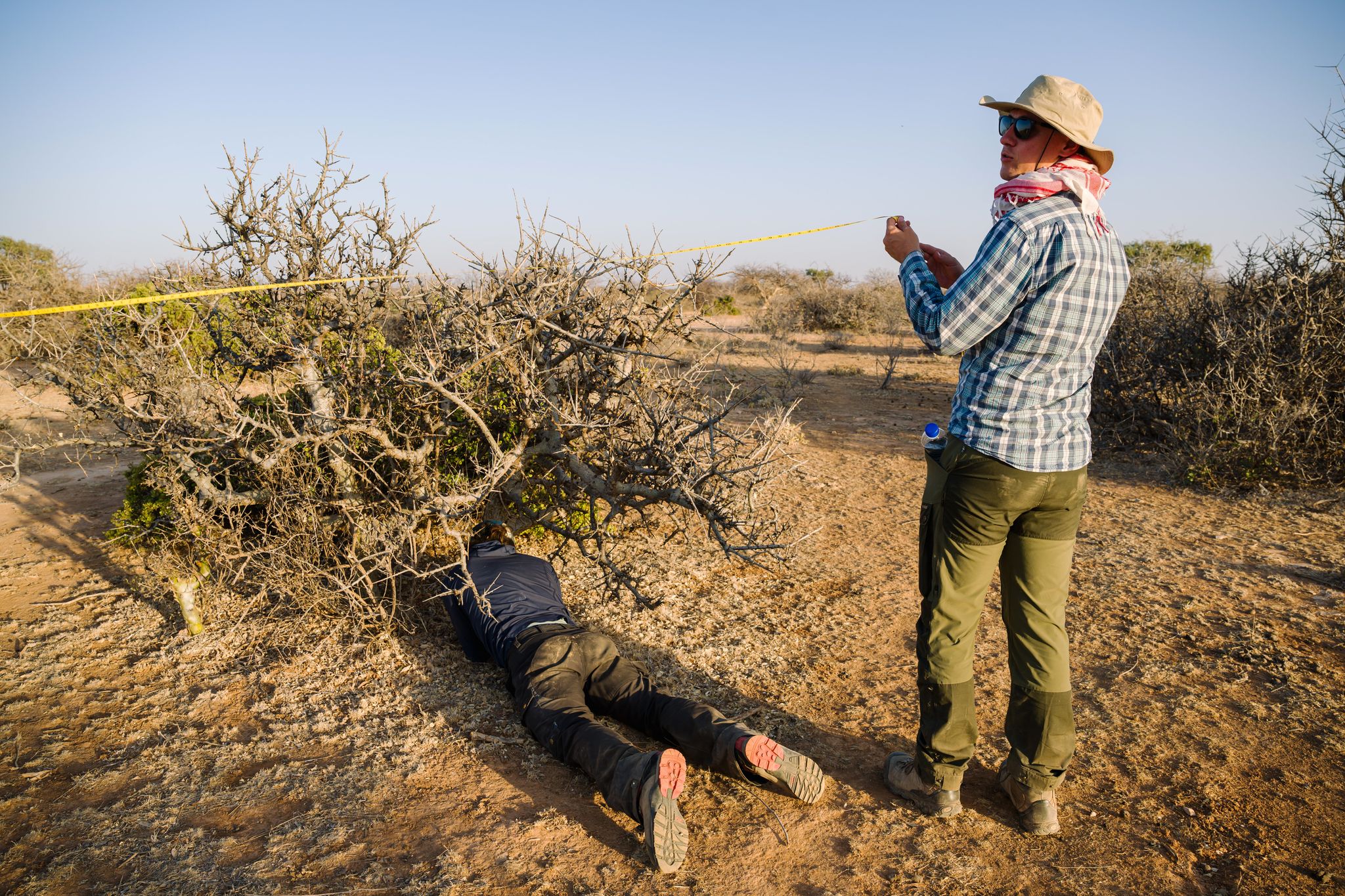 The myrrh tree that's key to luxury perfumes and African incomes is ...
