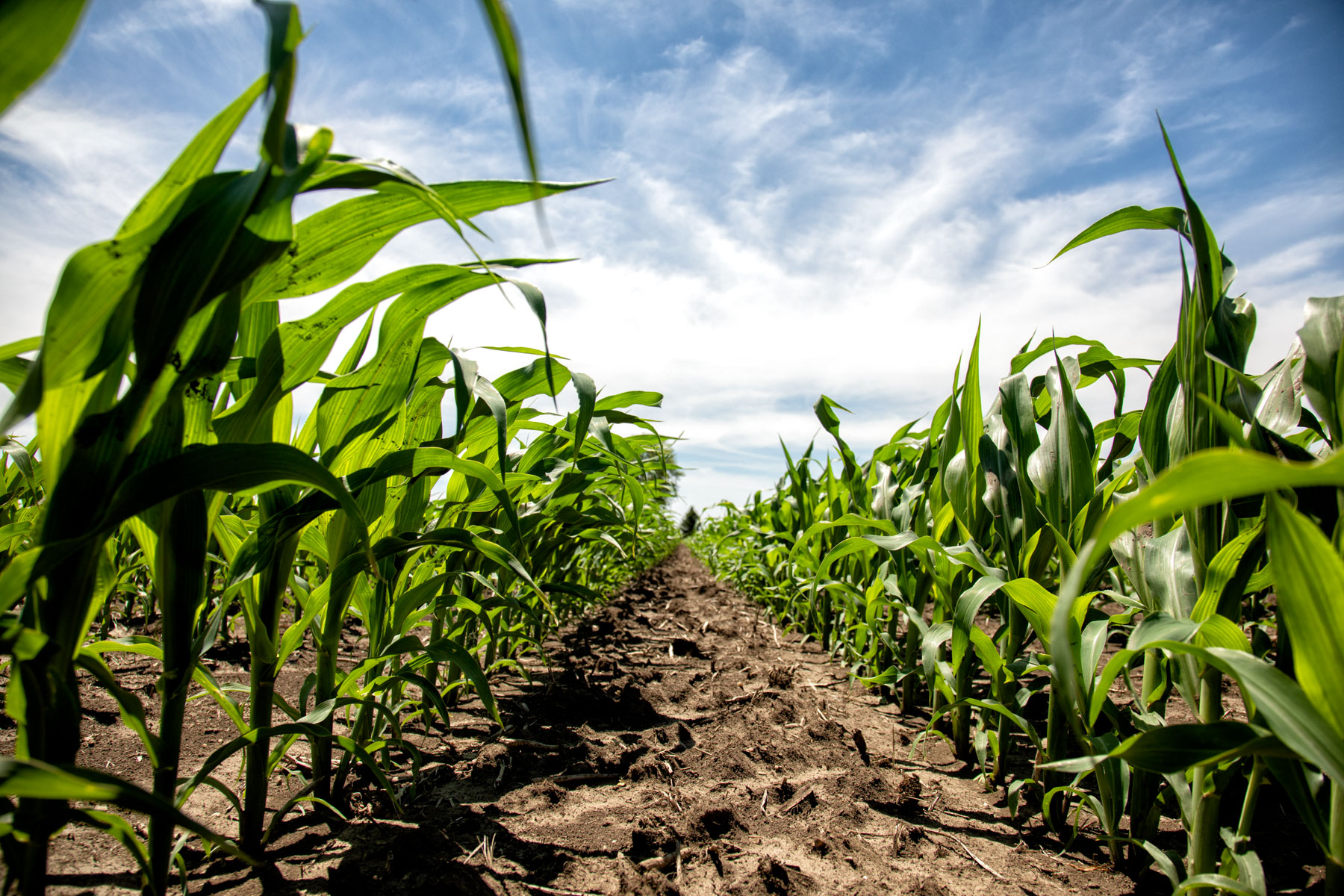 Planting intentions: Less corn, more soybeans