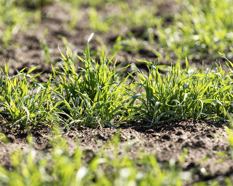 Illinois tops record wheat yield in 2025