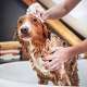 Person giving the dog a bath in the tub. Lennox Residential HVAC has a new line of home water heaters.