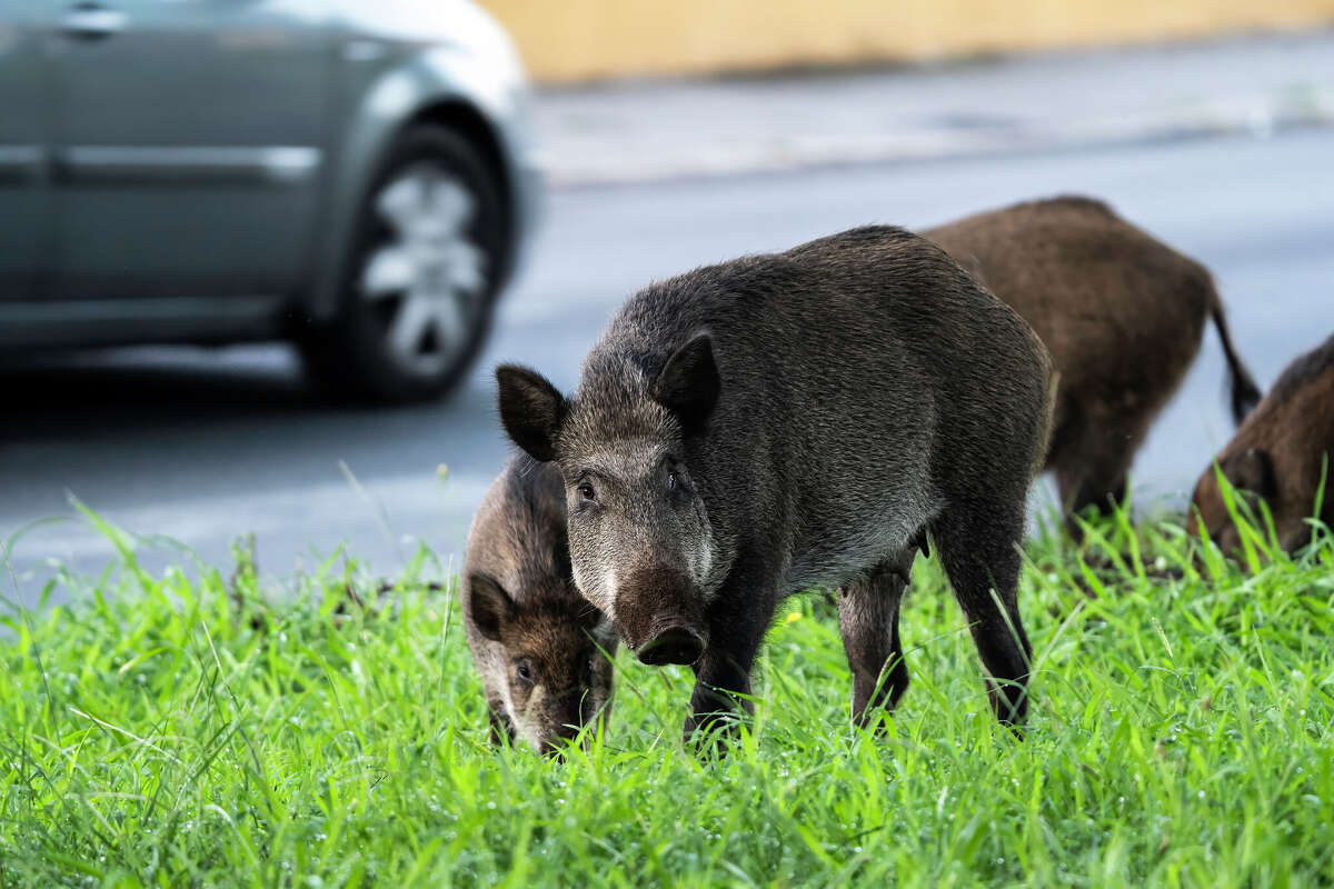 Feral hogs, an invasive species in Texas, are increasingly being reported in residential areas. 