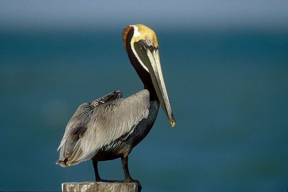 Brown pelicans are among the coastal species that nest every spring on tiny inshore islands known as rookeries.