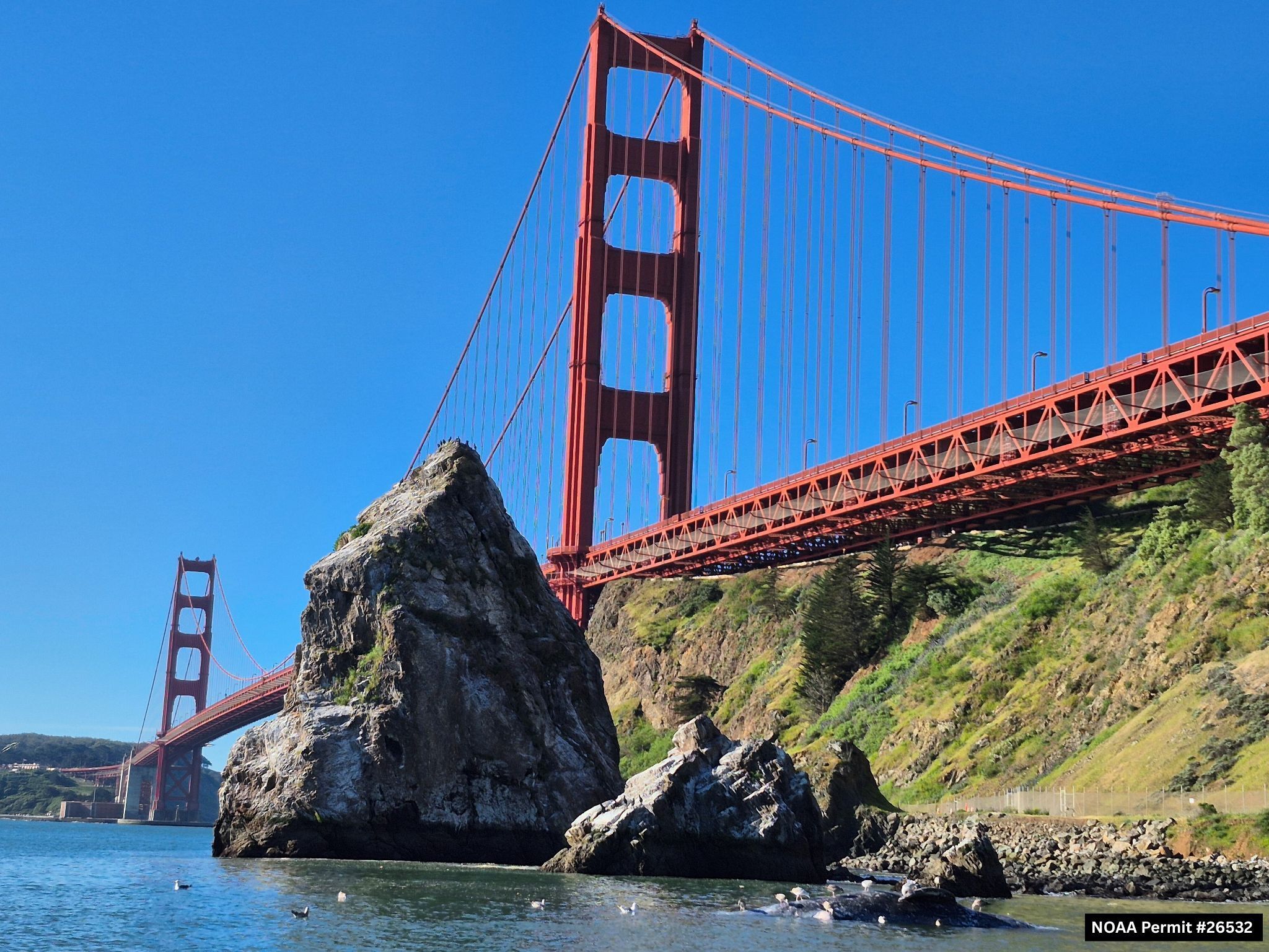 About 1 in 5 gray whales entering San Francisco Bay are dying, study finds