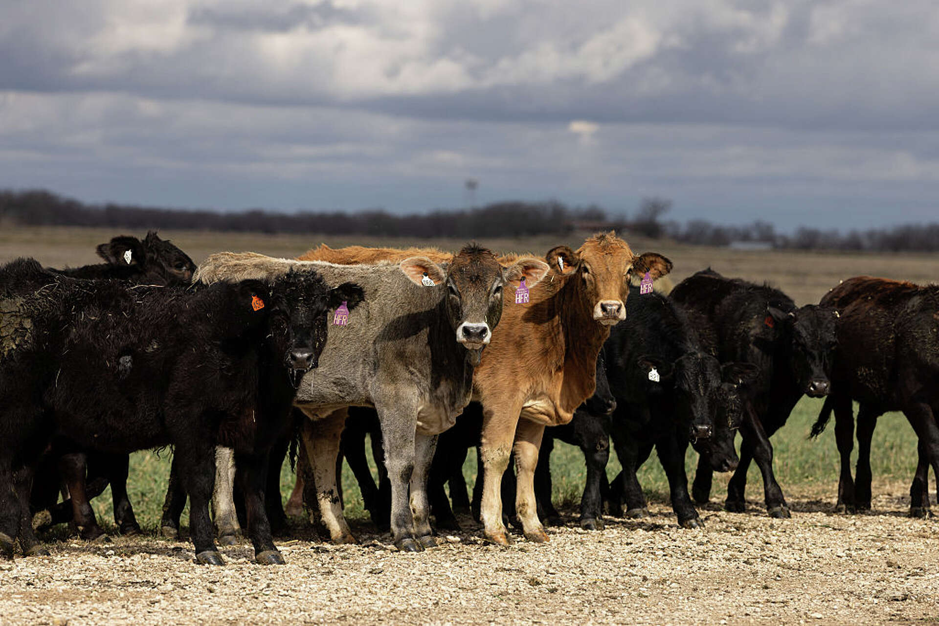 Organized livestock theft operation leads to 5 arrests in Texas