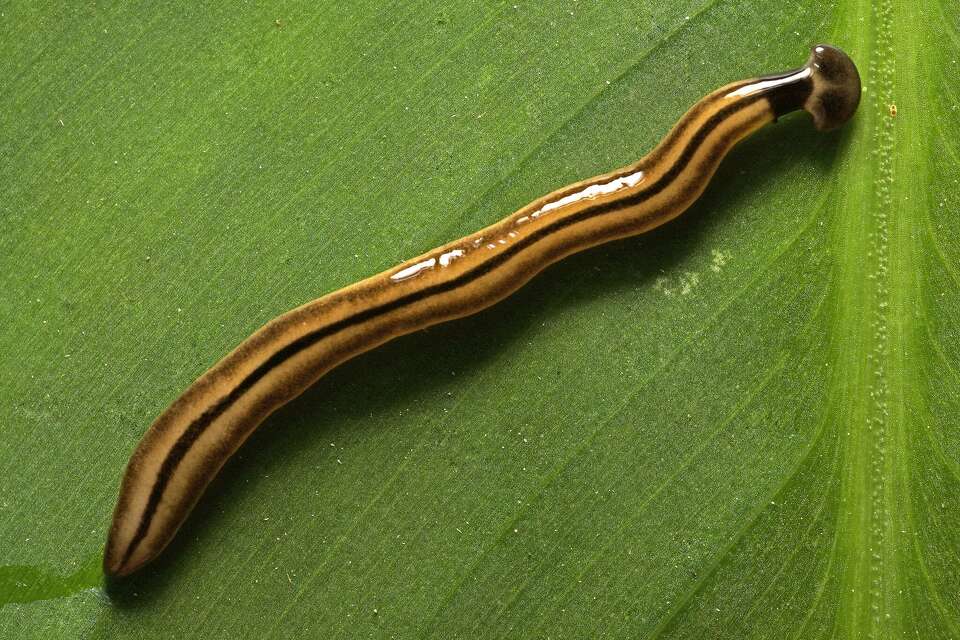 Toxic hammerhead worms are showing up in Texas after rain