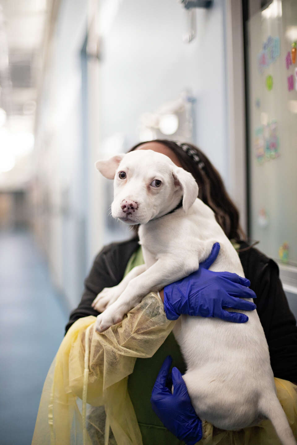 Dallas Animal Services asking for help with high kennel capacity