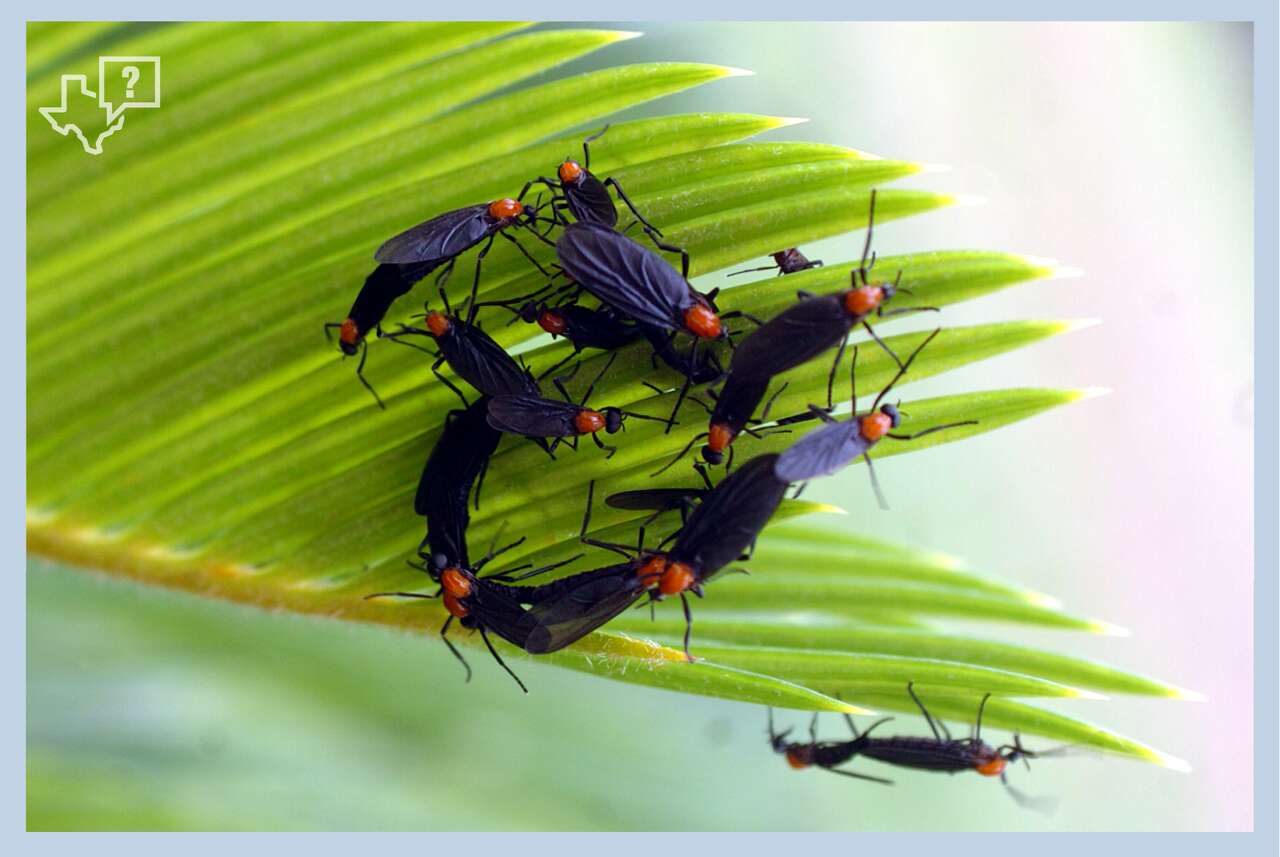 What are lovebugs? Meet the insects that swarm Houston every spring