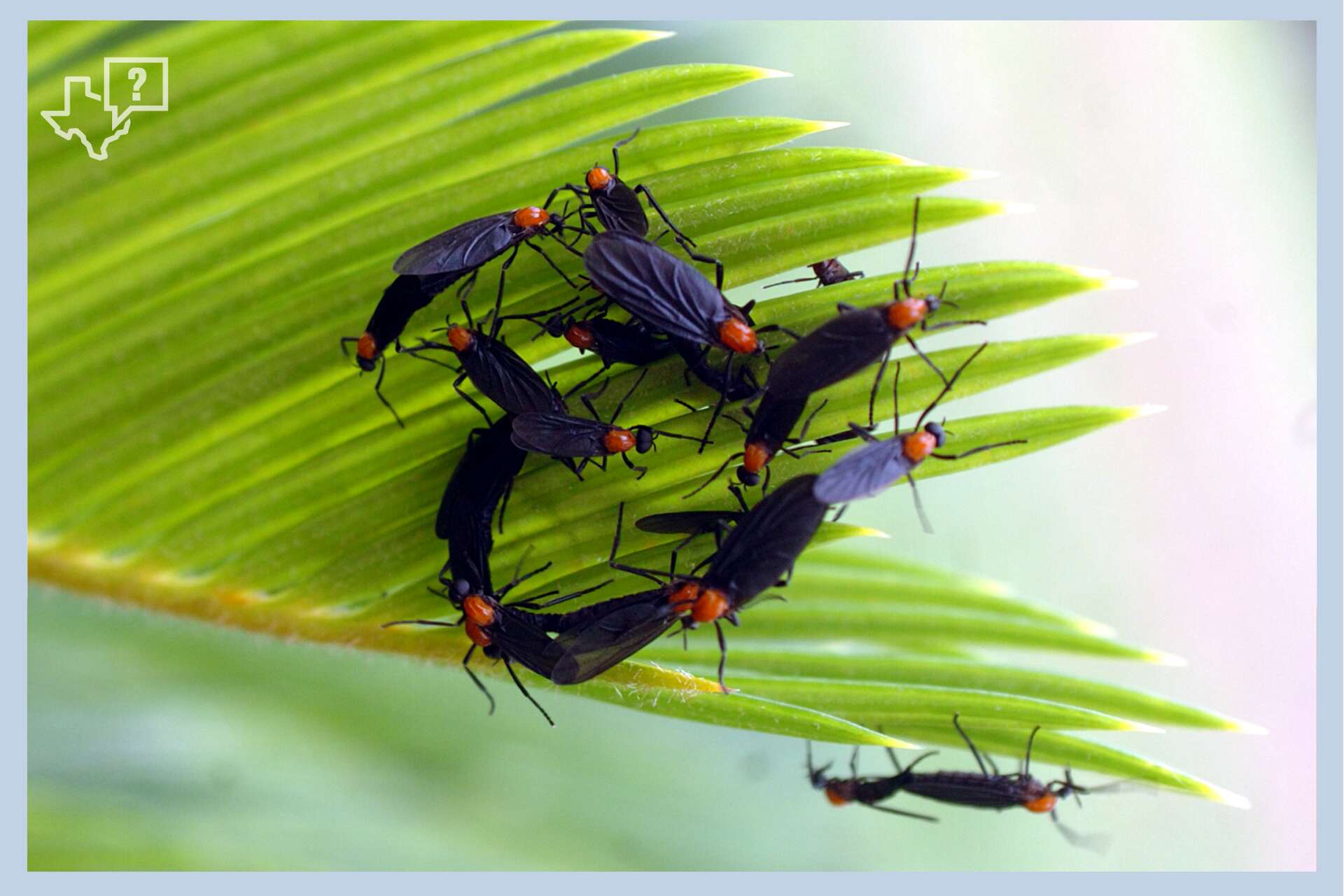 Insect Houston What are lovebugs? Why these insects swarm Houston every spring
