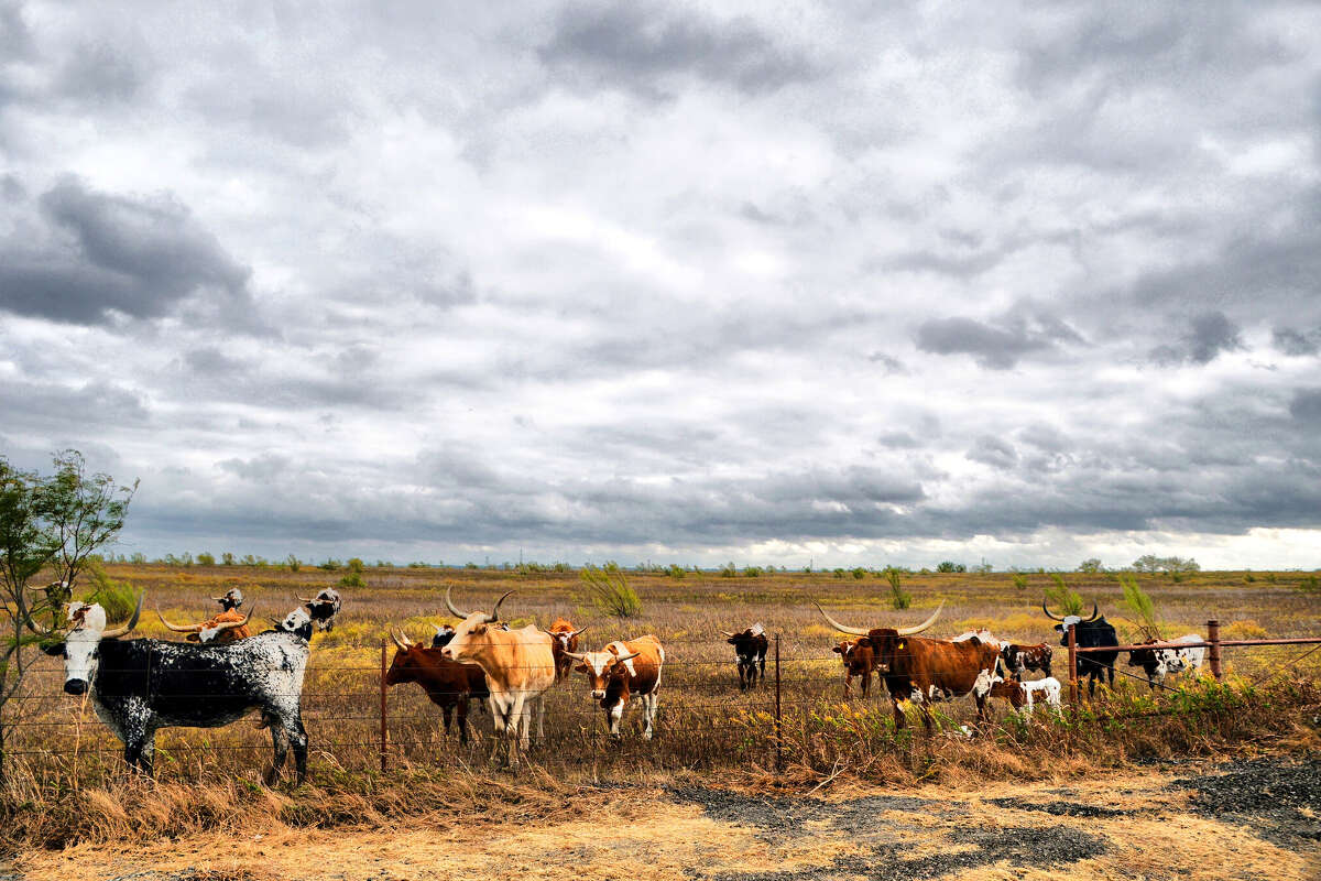 Longhorn cattle herd Venus, Texas. A $750 million facility has broken ground in South Texas, aimed at protecting American cattle against a New World screwworm infestation. 