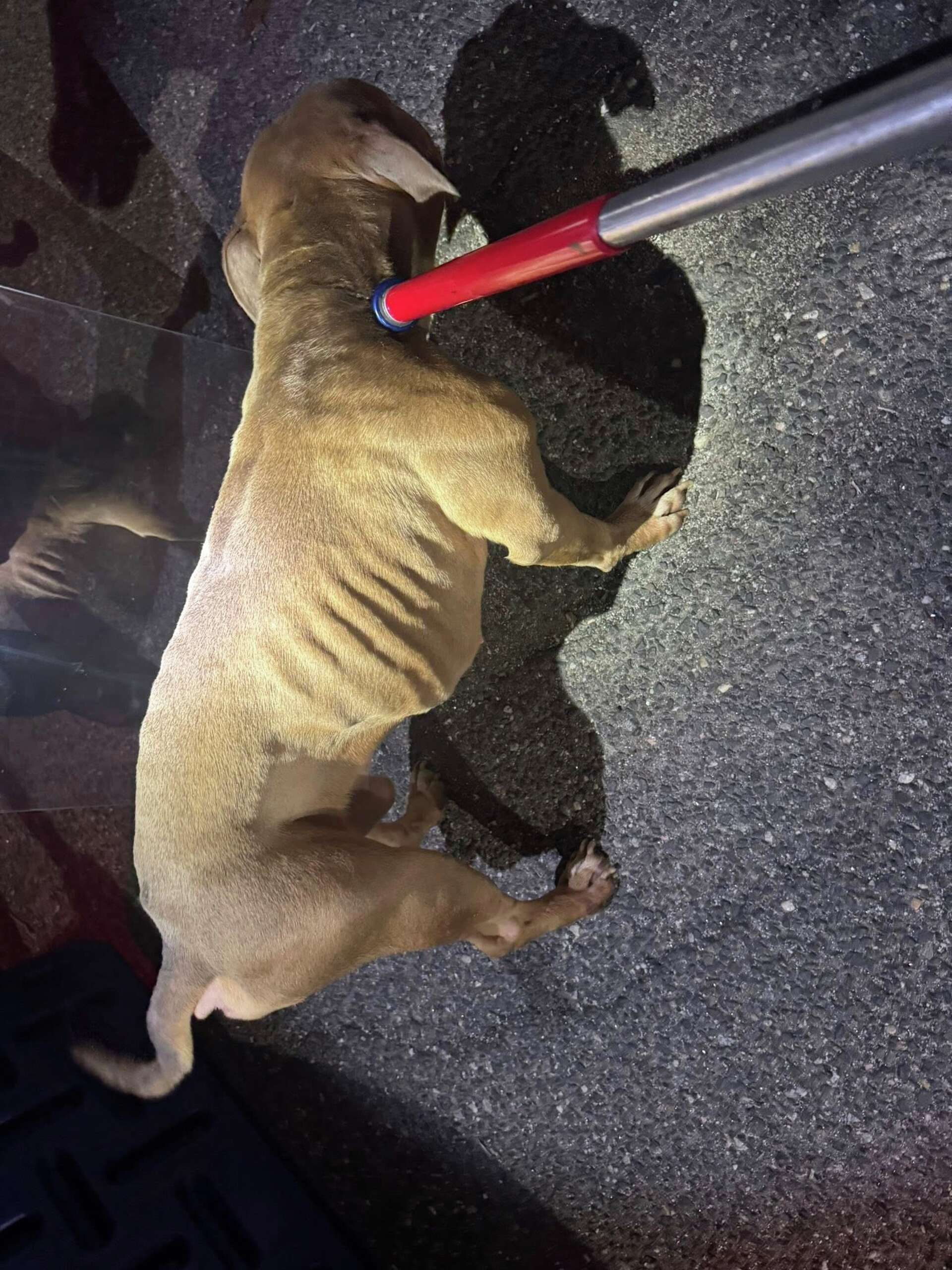 Emaciated dog found abandoned in Seymour; $5,000 reward offered
