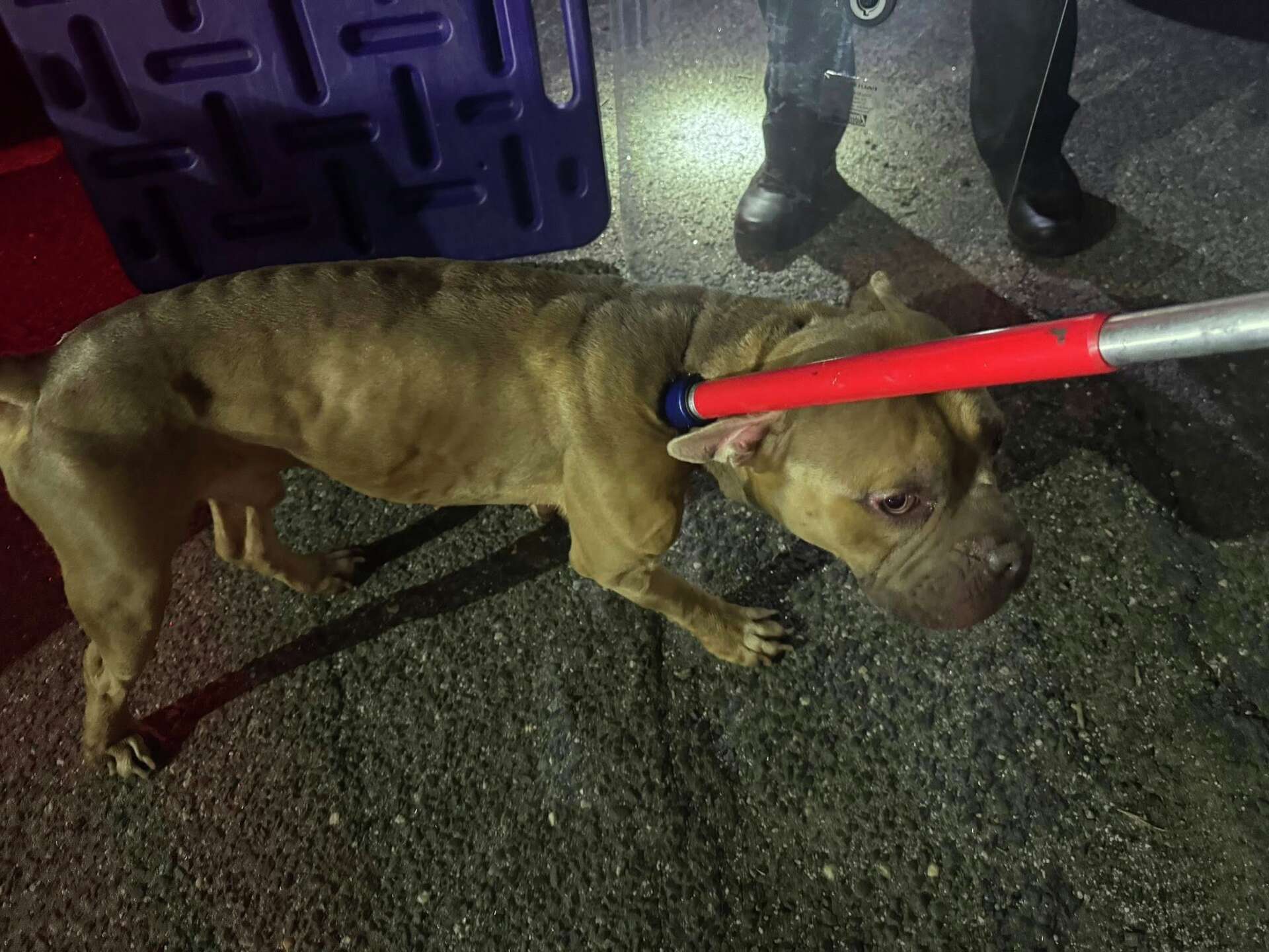 Emaciated dog found abandoned in Seymour; $5,000 reward offered