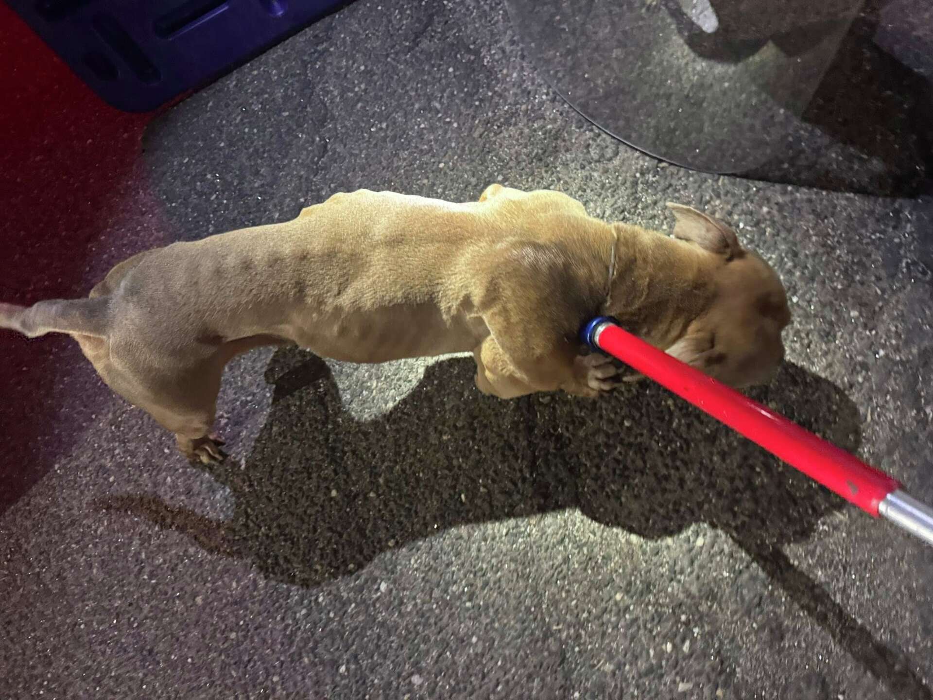 Emaciated dog found abandoned in Seymour; $5,000 reward offered