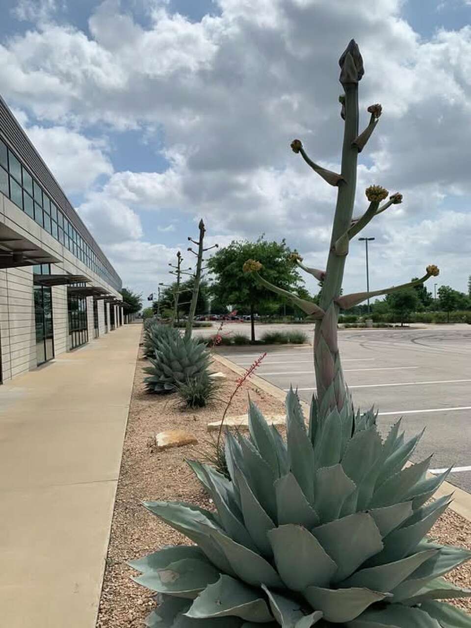 Many large agaves around Austin are in bloom. Will they die?