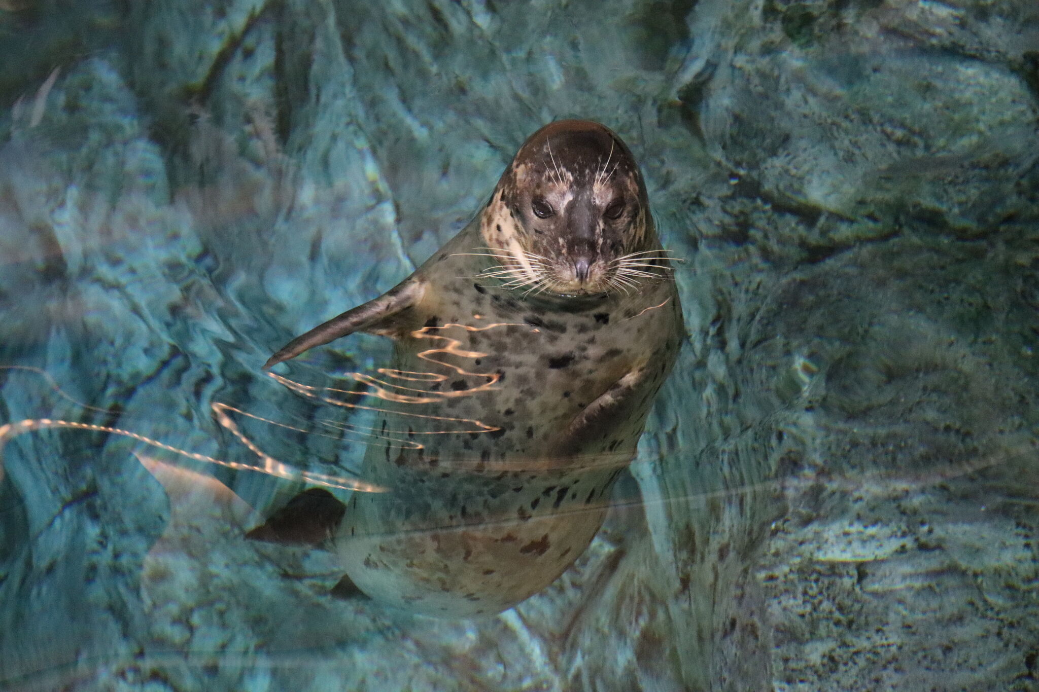 The Maritime Aquarium welcomes new harbor seal from California