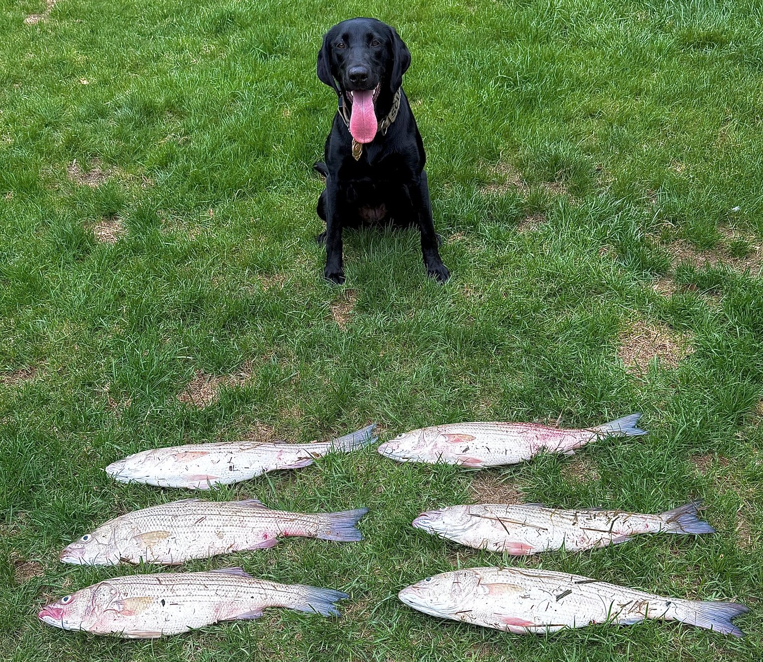 Fish-sniffing K-9 uncovers illegal stash of bass in Stratford: Police