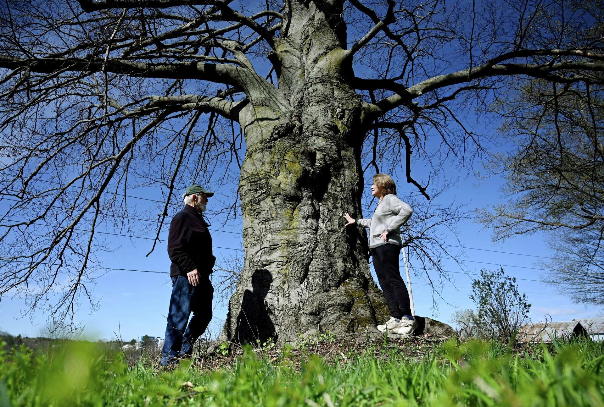 Clifton Park beech tree, overlooking Mohawk River, is honored