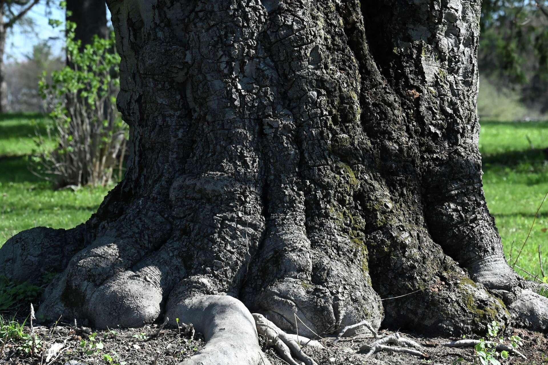 Clifton Park beech tree, overlooking Mohawk River, is honored