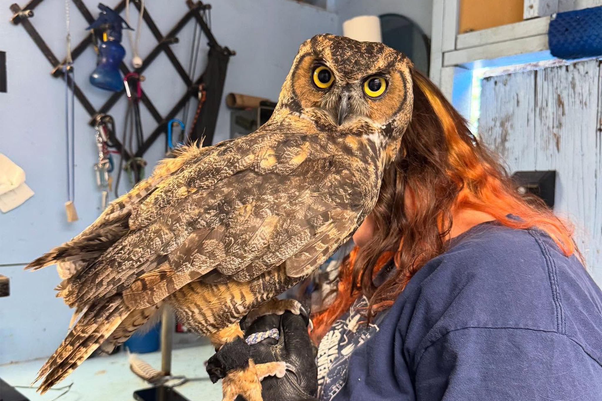8 birds of prey saved after being released in bizarre NorCal crime